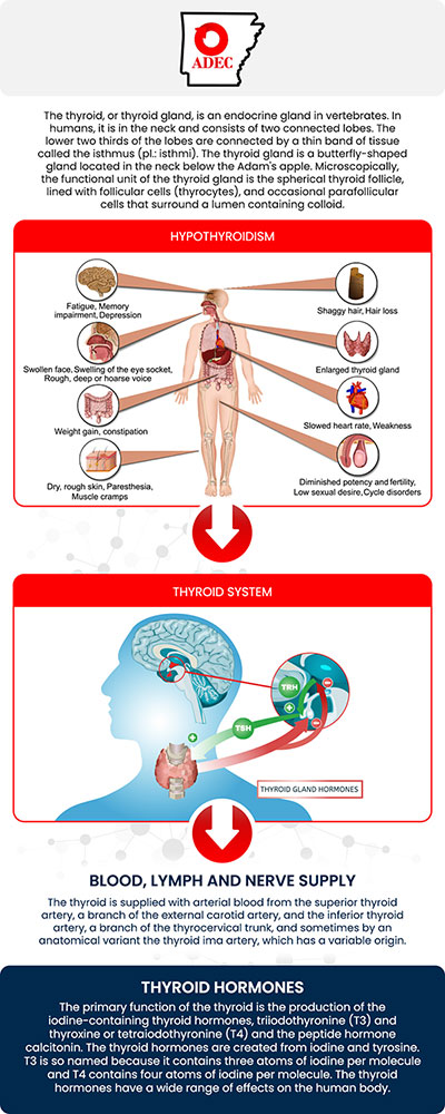 If you're experiencing thyroid issues, it's essential to understand the different types of thyroid disorders for accurate diagnosis and effective treatment. At the Arkansas Diabetes and Endocrinology Center in Little Rock, our specialists are dedicated to providing personalized care for conditions like hypothyroidism, hyperthyroidism, thyroid nodules, and autoimmune thyroid diseases. We offer advanced diagnostic techniques and tailored treatment plans to ensure optimal thyroid health and overall well-being. For more information, contact our office to schedule an appointment. We are conveniently located at 11400 Huron Lane, Little Rock, AR 72211. If you're experiencing thyroid issues, it's essential to understand the different types of thyroid disorders for accurate diagnosis and effective treatment. At the Arkansas Diabetes and Endocrinology Center in Little Rock, our specialists are dedicated to providing personalized care for conditions like hypothyroidism, hyperthyroidism, thyroid nodules, and autoimmune thyroid diseases. We offer advanced diagnostic techniques and tailored treatment plans to ensure optimal thyroid health and overall well-being. For more information, contact our office to schedule an appointment. We are conveniently located at 11400 Huron Lane, Little Rock, AR 72211.